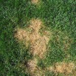 brown and yellowing lawns
