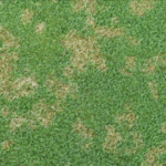 dollar spot disease