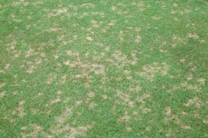 lawn diseases