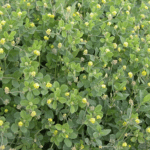 black medic, a common Minnesota weed