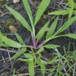 Crabgrass is commonly found in Minnesota lawns