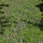 Creeping Charlie, a common Minnesota weed
