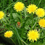 Dandelion, a common Minnesota weed