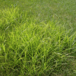 nutsedge, a common lawn weed