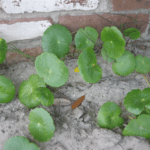 pennywort, a commonly found weed