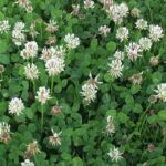 white clover is commonly found in Minnesota lawns