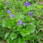 wild violet, a common Minnesota weed