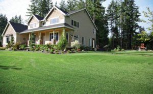Drought Tolerant Lawn