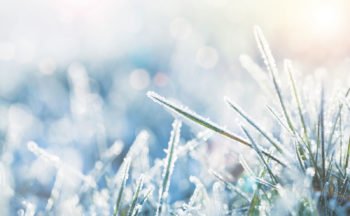 Winter Grass