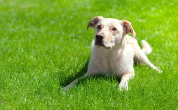 Full Service Lawn Care