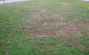 thin patchy lawn with bare spots