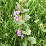 Creeping Charlie, a common Minnesota weed