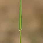 Quackgrass close-up