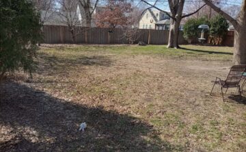 A neglected lawn with thin patchy coverage