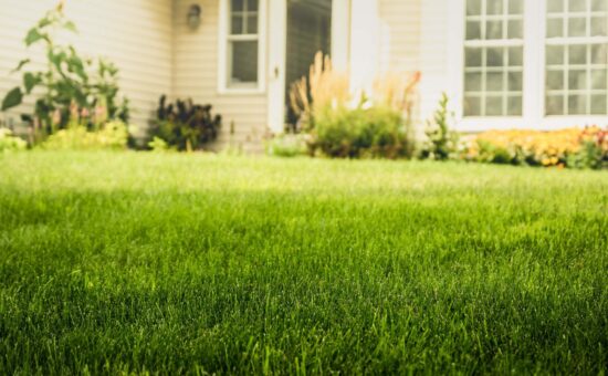 fertilized green lawn in front of home