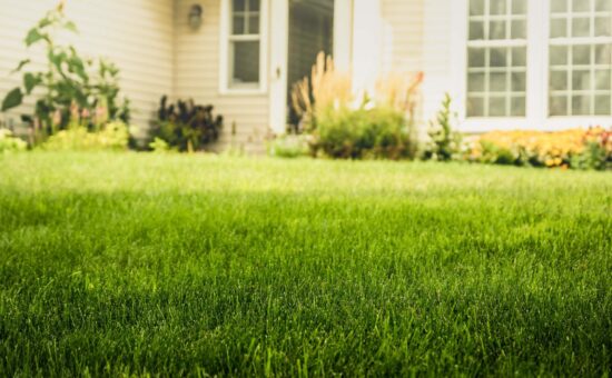 fertilized green lawn in front of home