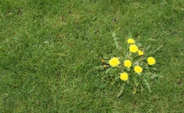 dandelion weed sprouting up from otherwise weed free lawn