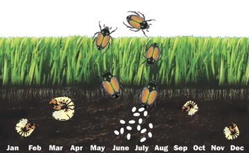 diagram of Japanese beetle life cycle used to determine treatments for grub prevention service