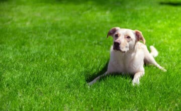 dog laying on green lawn treated with organic lawn care service