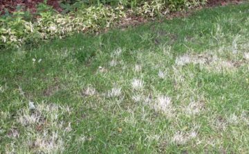 patchy white lawn disease in Minneapolis yard