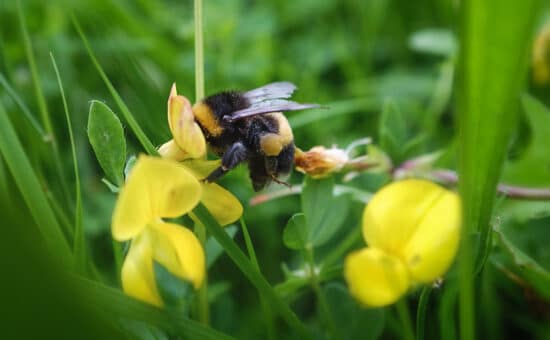 bumblebee pollinating little yellow flower amongst green grass