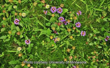 a bee lawn service that provided self heal, micro clover, and creeping thyme mixed in lawn with grass