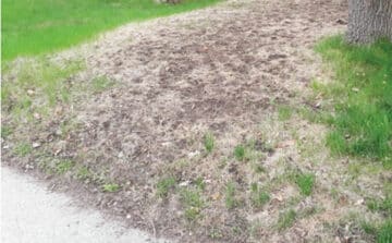 bare soil surrounded by grass caused by grub damage