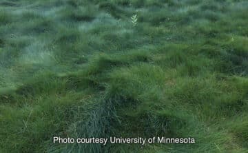 green no mow fescue lawn with grass folding over
