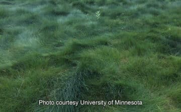 green no mow fescue lawn with grass folding over