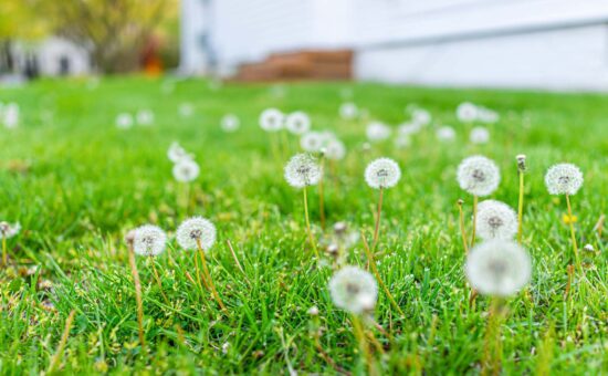 dandelion weed ready to seed from otherwise weed free lawn