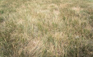 Dormant grass that looks dead