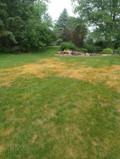 Heat stressed lawn with brown spots