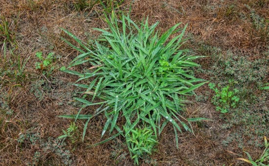 Crabgrass in a lawn