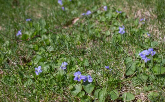 Wild Violet in Your Lawn