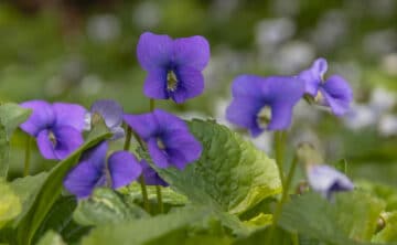 Close up of Wild Violet in Grass