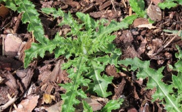 Close up of Thistle in your yard