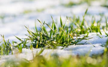 Spring Lawn Care Preparation: A Guide