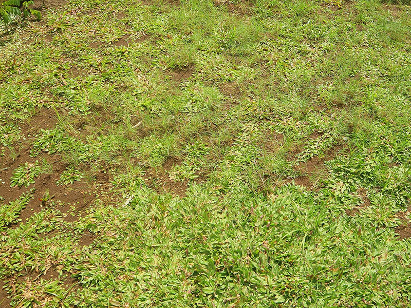 Thinning or Bare Spots