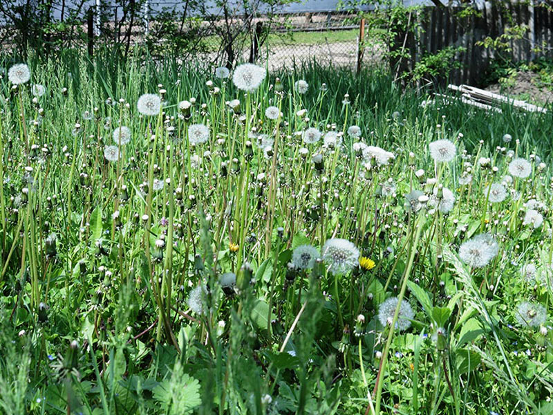 Weed Overgrowth