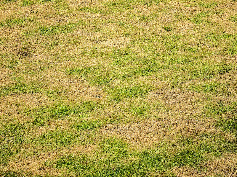 Yellowing or Patchy Grass