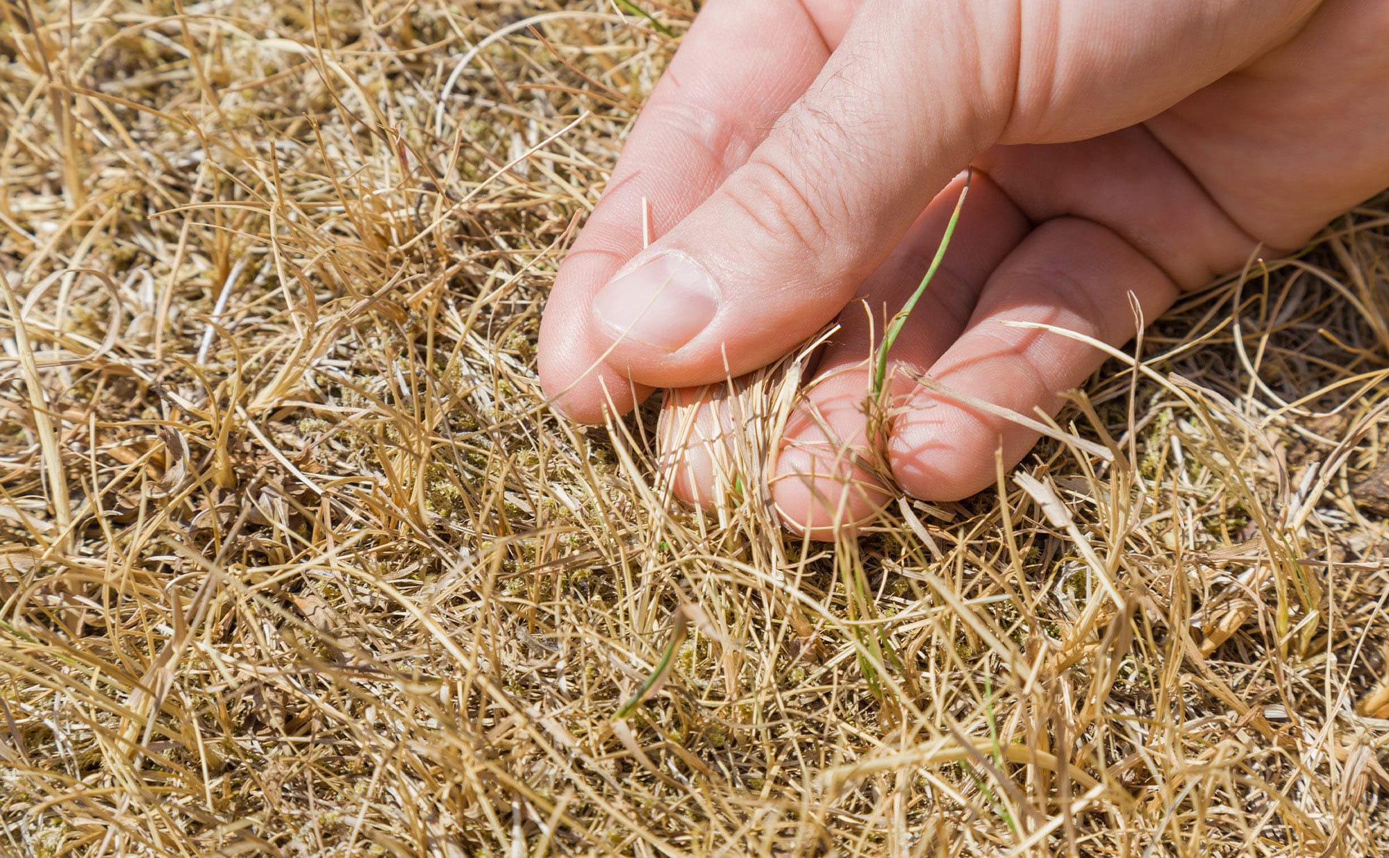 How to Tell If Your Lawn Is Dead or Just Dormant