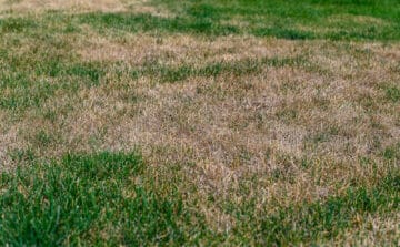 Why Is My Lawn Brown?