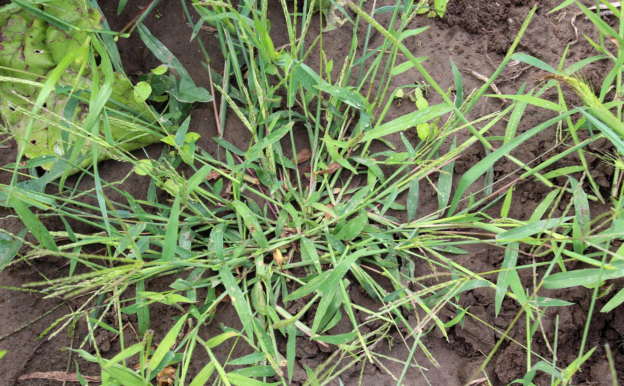 What We Do When Crabgrass Appears
