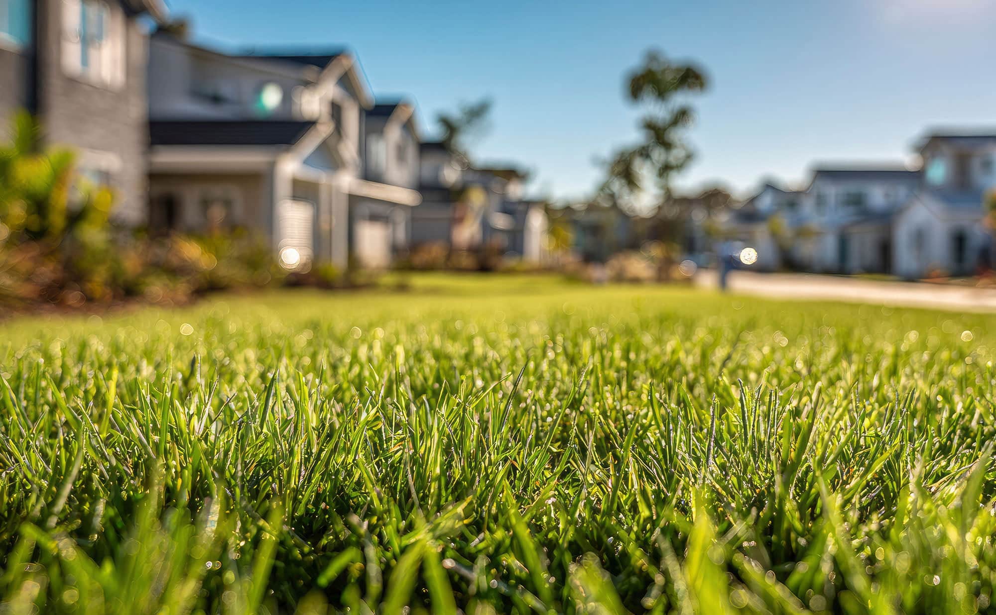 Beyond Treatment: Prevention and a Healthy Lawn