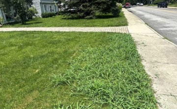 Why Am I Seeing Crabgrass? The Truth About Pre-Emergent Protection