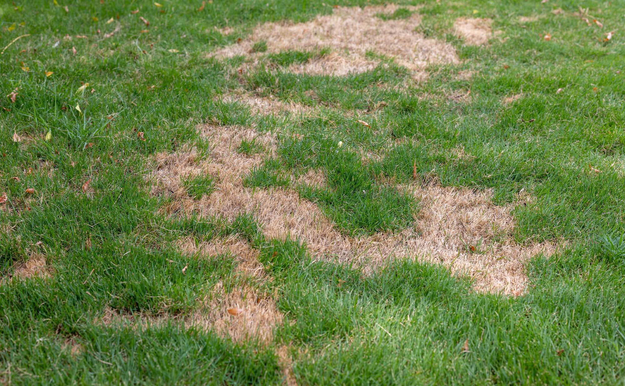 Why Piecemeal Lawn Care Doesn’t Work