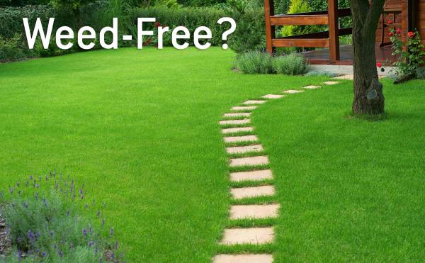 Weed-free lawn