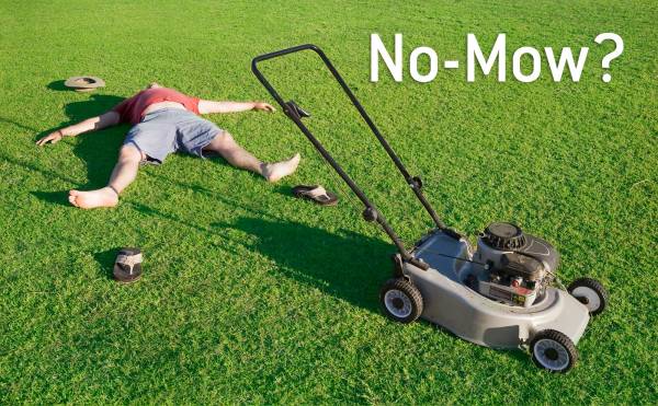 No-mow lawn