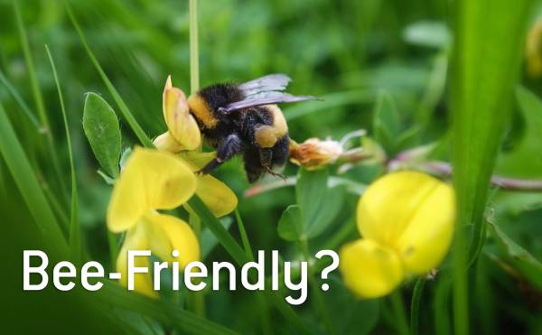Bee-friendly lawn